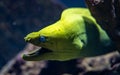 Close up of Green morey eel, moray eel of the family Muraenidae is looking our from its hiding place Royalty Free Stock Photo