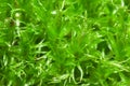 Close up of green moss Royalty Free Stock Photo