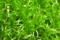 Close up of green moss