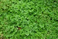 Close-up green moss for background texture beautiful in nature Royalty Free Stock Photo