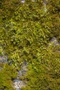 Close up of green moss covered old stone wall Royalty Free Stock Photo