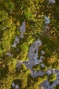 Close up of green moss covered old stone wall Royalty Free Stock Photo