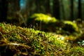 Close up of green moss. Ecology nature landscape. Sunlight in dark forest. Macro