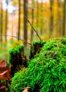 Close up of green moss in forest Royalty Free Stock Photo
