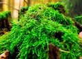 Close up of green moss in forest Royalty Free Stock Photo