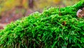 Close up of green moss in forest Royalty Free Stock Photo