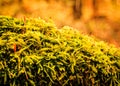 Close up of green moss in forest Royalty Free Stock Photo