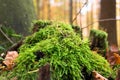 Close up of green moss in forest Royalty Free Stock Photo