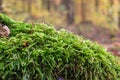 Close up of green moss in forest Royalty Free Stock Photo