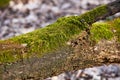 Close-up of green moss growing on bark of old growth tree Royalty Free Stock Photo