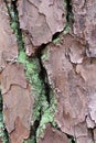 Close Up of Green Moss Growing in the Cracks of the Bark of a Loblolly Pine Tree