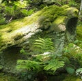 close up of a green moss and lichen covered rock surrounded by ferns and plants in bright spring sunlight on a forest floor Royalty Free Stock Photo