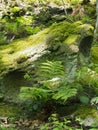 Close up of a green moss and lichen covered rock surrounded by ferns and plants in bright spring sunlight on a forest floor Royalty Free Stock Photo