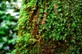 Close up of green moss and lichen with drops of water covered on tree trunk in a tropical forest Royalty Free Stock Photo