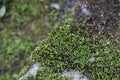 Close up Green Moss on the old rock, rainforest in summer Royalty Free Stock Photo
