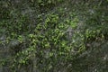 Close up Green Moss on the old rock, rainforest in summer Royalty Free Stock Photo