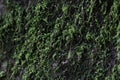 Close up Green Moss on the old rock, rainforest in summer Royalty Free Stock Photo