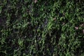 Close up Green Moss on the old rock, rainforest in summer Royalty Free Stock Photo