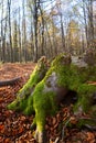 Close up green moss on old rotten tree stump