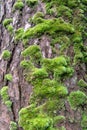 Close up green Moss on a pine tree Royalty Free Stock Photo