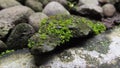 Close Up Green Moss on Rock background Wallpaper Royalty Free Stock Photo