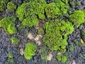 Close up of green moss sticks on the ground