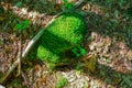 Close up of a green moss on stone in sunlight on the forest ground. Top view. Natural background Royalty Free Stock Photo