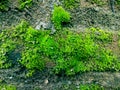 Close up green moss on stone wall.Natural green view suitable for your project Royalty Free Stock Photo