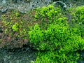 Close up green moss on stone wall.Natural green view suitable for your project Royalty Free Stock Photo