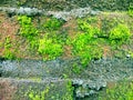 Close up green moss on stone wall.Natural green view suitable for your project Royalty Free Stock Photo
