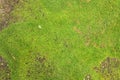 Close up of green moss texture background is growing on the old stone wall Royalty Free Stock Photo