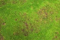 Close up of green moss texture background is growing on the old stone wall Royalty Free Stock Photo