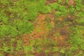 Close up of green moss texture background is growing on the old stone wall Royalty Free Stock Photo