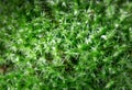 Close up green moss texture, background, nature plant, moss wall Royalty Free Stock Photo