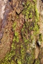 Close up of green moss on tree bark. Selective focus. Texture of an old tree trunk. Royalty Free Stock Photo