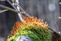 .close up of green moss on tree trunk with red small sticks on it Royalty Free Stock Photo
