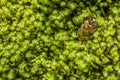 Close up of green moss undergrowth