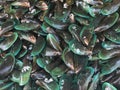 close up green mussel in raw food market Royalty Free Stock Photo