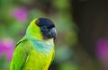 Close up of green nanday parakeet with blurred background