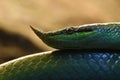 Close up on a green nasal snake