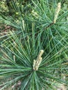 Australian pine tree needles from tree