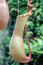 Close up of green nepenthes plant