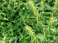 Close-up of green nettles. Topview, green background. Weed