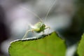 Autumn insects, green nymph of a grasshopper on a rose leaf, Royalty Free Stock Photo