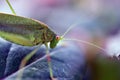 Autumn insects, green nymph of a grasshopper on a rose leaf, Royalty Free Stock Photo