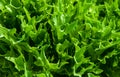 Close-up green oak leaf, organic vegetables. Royalty Free Stock Photo