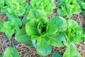 Close-up Green oak lettuce plant in farm. Top view Royalty Free Stock Photo