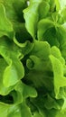 Close up green oak lettuce salad leaves, hydroponic vegetables, fresh organic plantation, business product concept, green Royalty Free Stock Photo