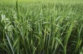 Close up on a green oat ears of wheat growing in the field. Agriculture. Nature product. Royalty Free Stock Photo