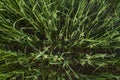 Close up on a green oat ears of wheat growing in the field. Agriculture. Nature product. Royalty Free Stock Photo